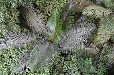 Lush Rain Forest