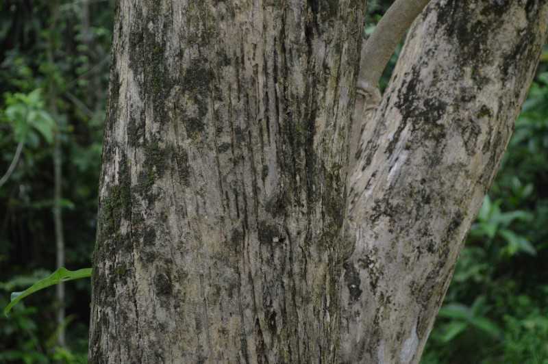 Bark Characteristics of the teak wood tree.