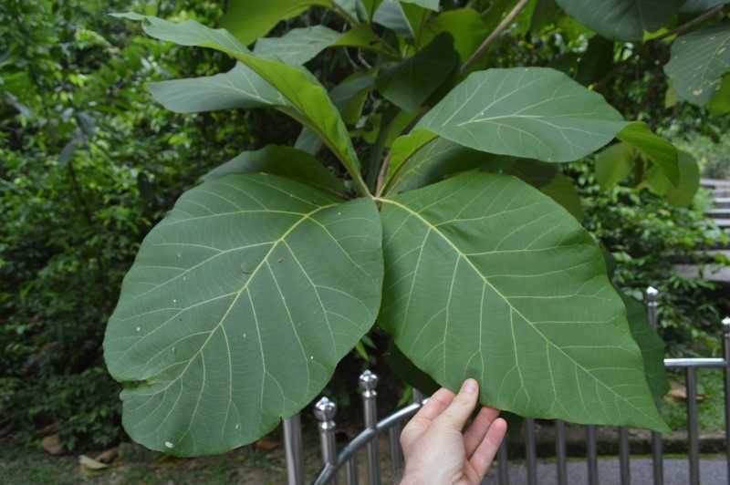 Deciduous Leaves of the Teak Wood Tree