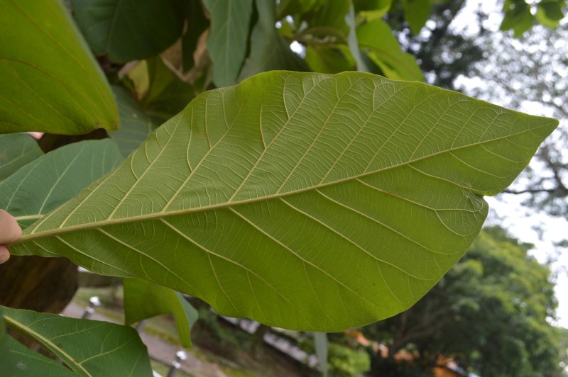 Tectona Grandis Under Leaf Characteristics